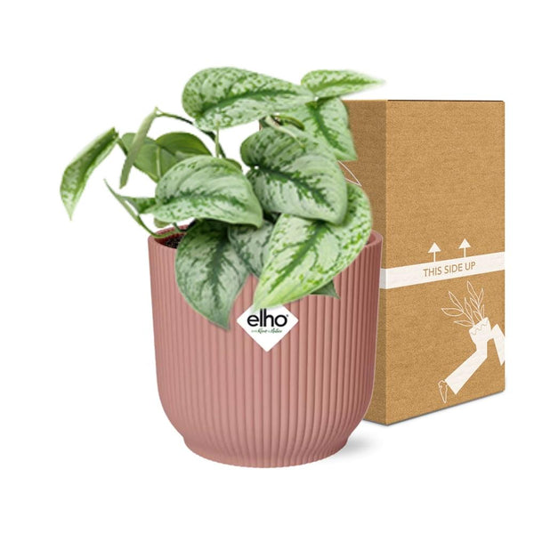 Satijnpothos - Scindapsus pictus 'Trebie' - incl. Elho Vibes Fold Roze - ↕14cm