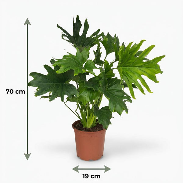 Philodendron Lickety split - Ø19cm - ↕70cm