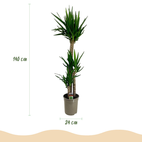 Palmlelie - Yucca elephantipes - Ø24cm - ↕140cm