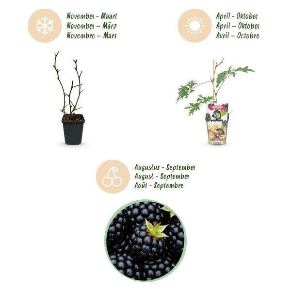 Bramenplant - Rubus Thornless Evergreen - Ø9cm