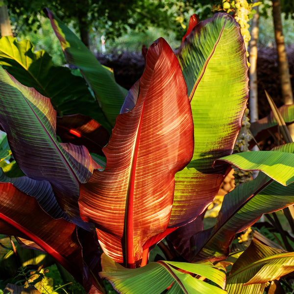 Bananenplant - Ensete ventricosum Maurelli - Ø12cm - ↕30cm