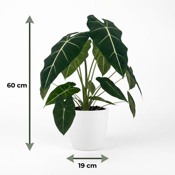 Olifantsoor - Alocasia Frydek - Ø19cm - ↕60cm