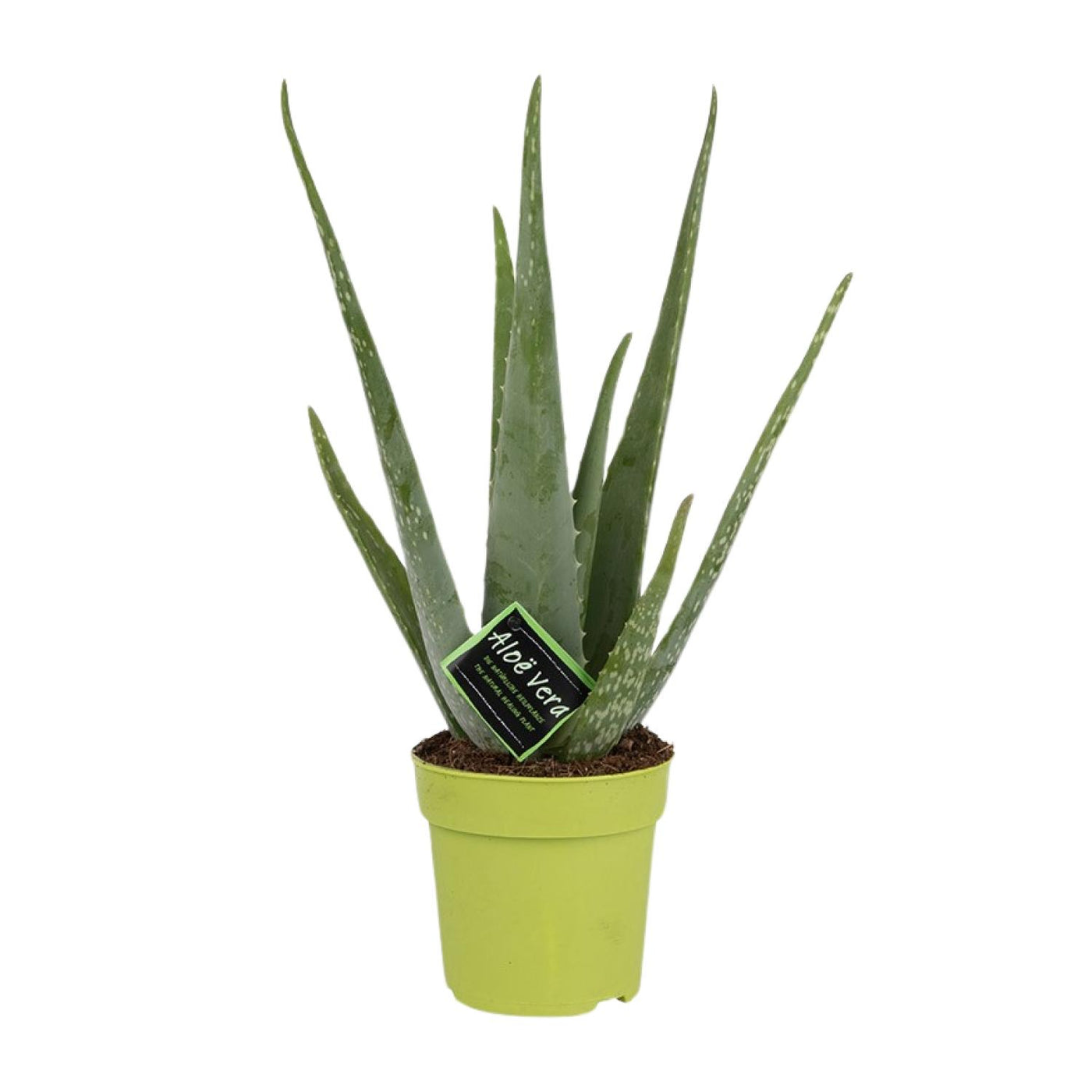 Aloë - Aloe Vera - Ø12cm - ↕45cm