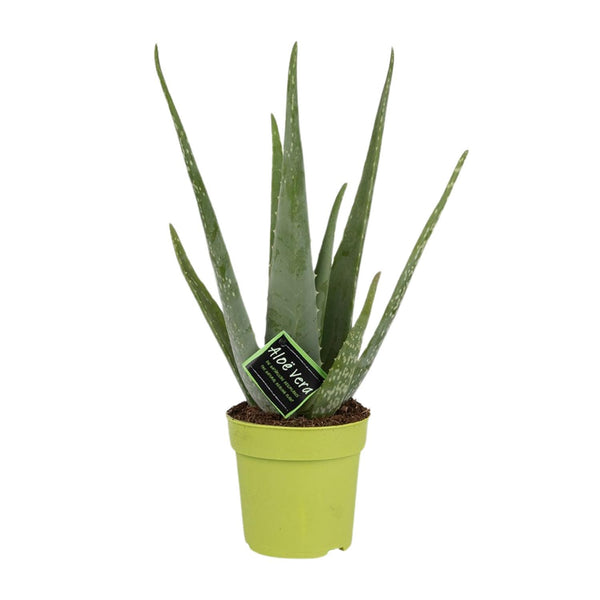 Aloë - Aloe Vera - Ø12cm - ↕45cm