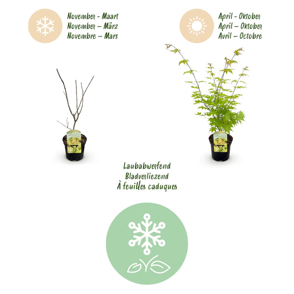 Japanse Esdoorn - Acer palmatum Summergold - Geel - Ø19cm - ↕70cm
