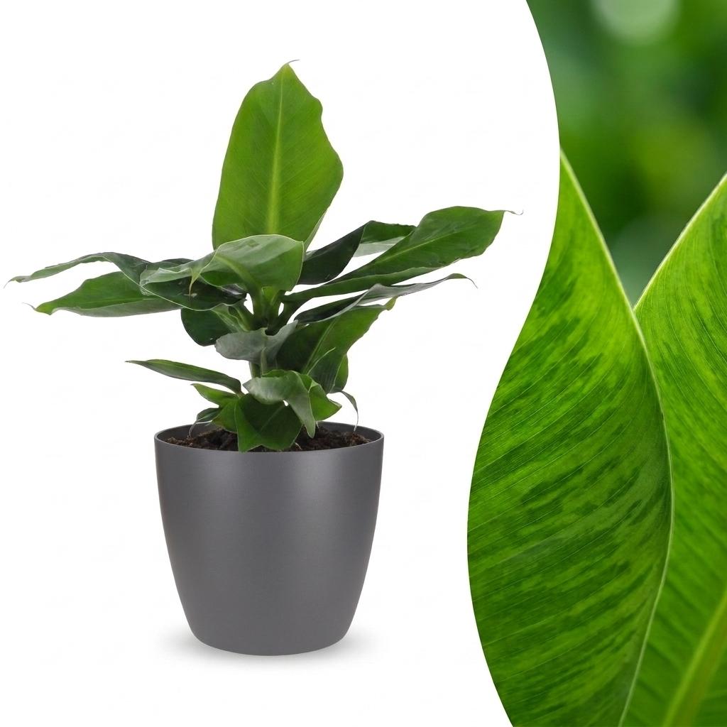 Bananenplant - Musa Oriental Dwarf - incl. Elho Potter - grijs - Ø12cm - ↕30cm