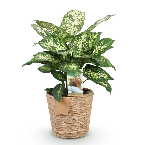 Dieffenbachia - Dieffenbachia Compacta - Ø17cm - ↕45-50cm