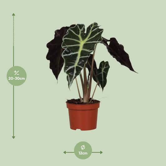 Olifantsoor - Alocasia Amazonica Polly - Ø12cm - ↕30cm