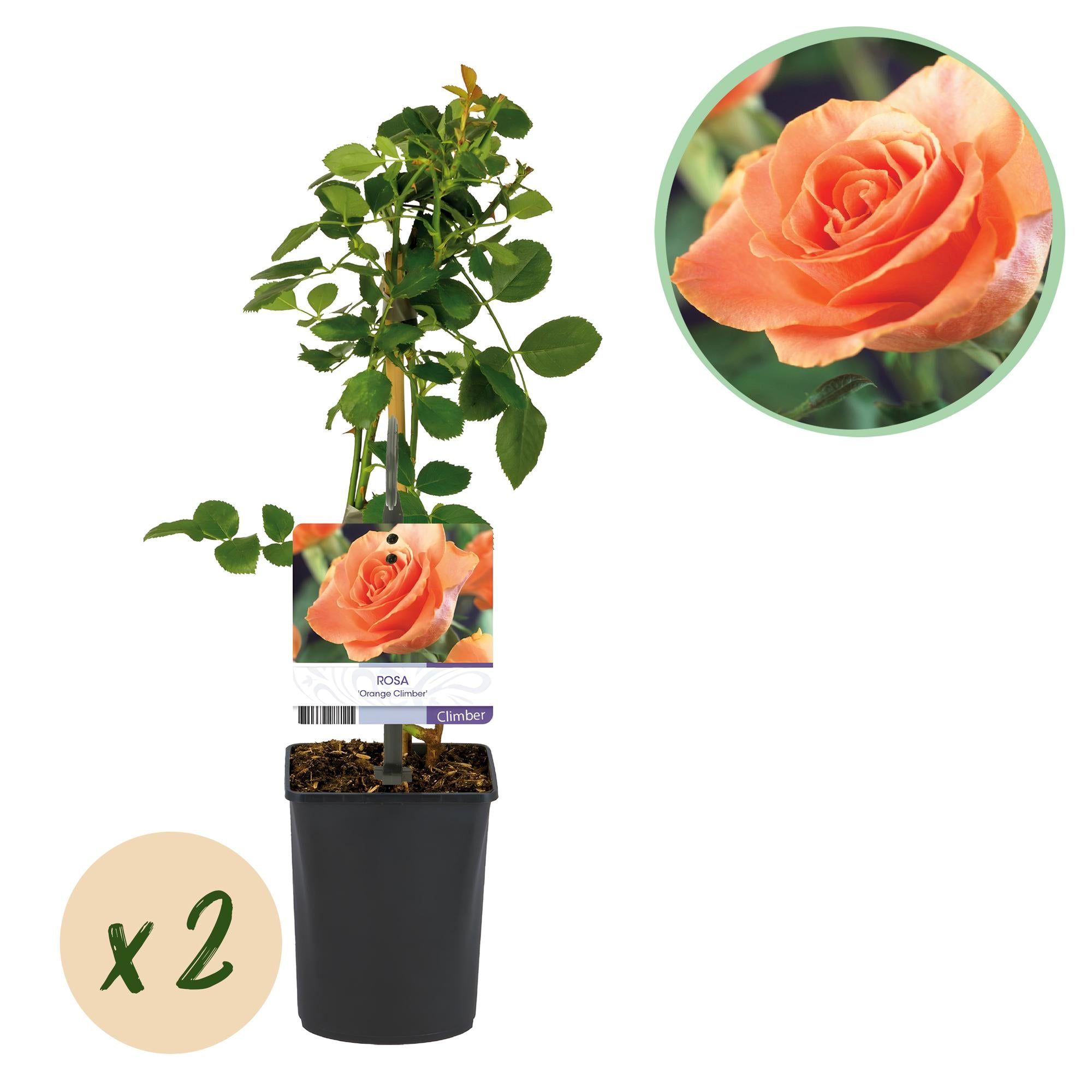 Klimroos - Rosa Orange Climber - Ø11cm - ↕40cm