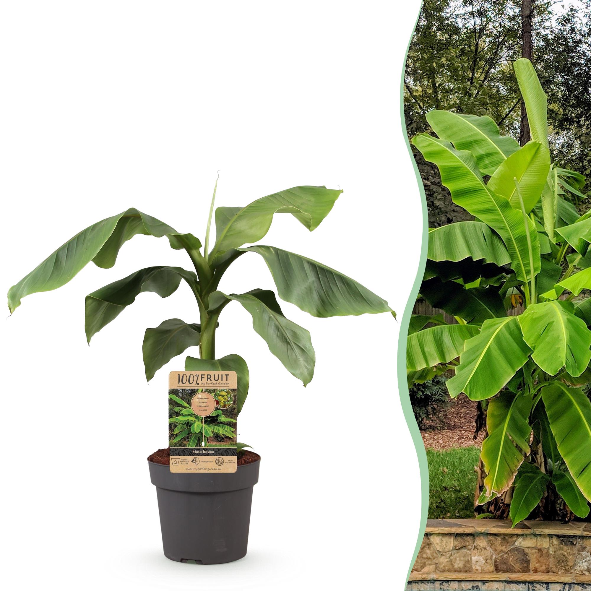 Bananenplant - Musa basjoo - Ø21cm - ↕70-90cm