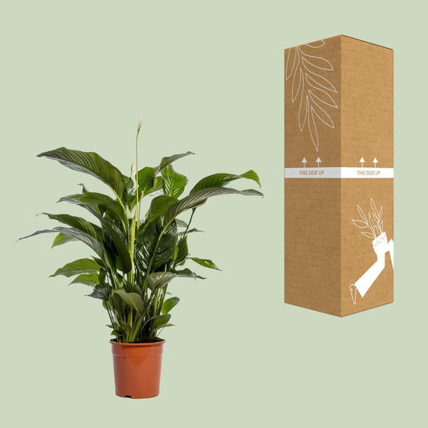 Lepelbloem - Spathiphyllum Bellini - Ø24cm - ↕100cm