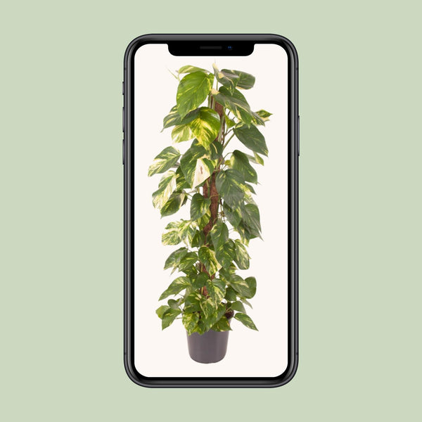 Pothos - Epipremnum pinnatum - Ø24cm - ↕120cm