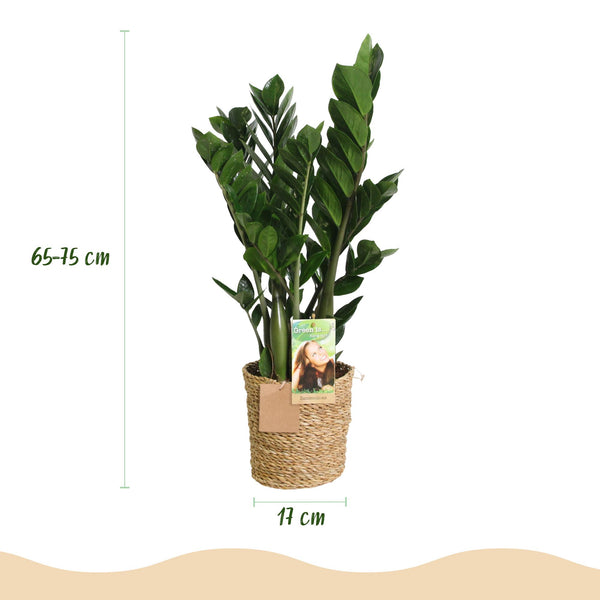 ZZ-plant - Zamioculcas - Ø17cm - ↕65-75cm