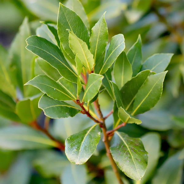 Laurier op stam - Laurus nobilis - Ø19cm - ↕90cm