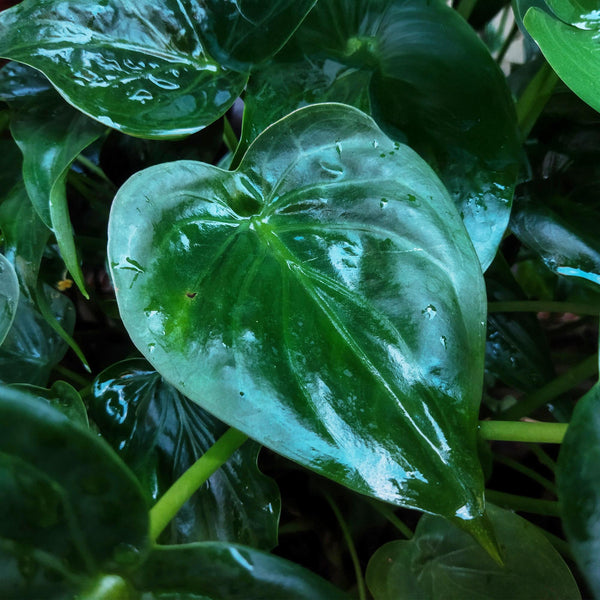 Boeddha-plant - Alocasia cucullata