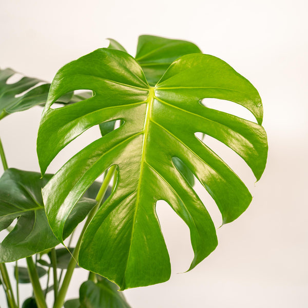 Gatenplant - Monstera deliciosa - incl. Mand Selin - Ø21cm - ↕80cm