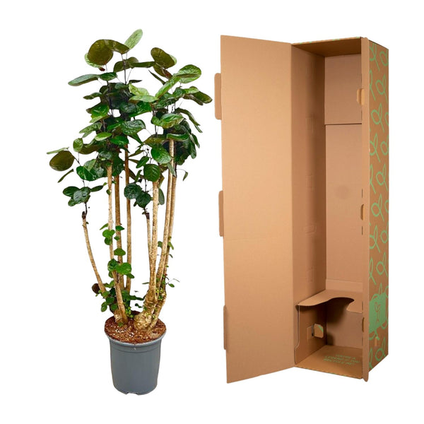 Polyscias Fabian XXL - Ø30cm - ↕140cm