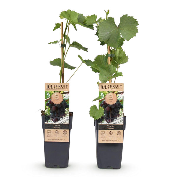 Druif - Vitis vinifera Vanessa - Ø15cm - ↕50cm