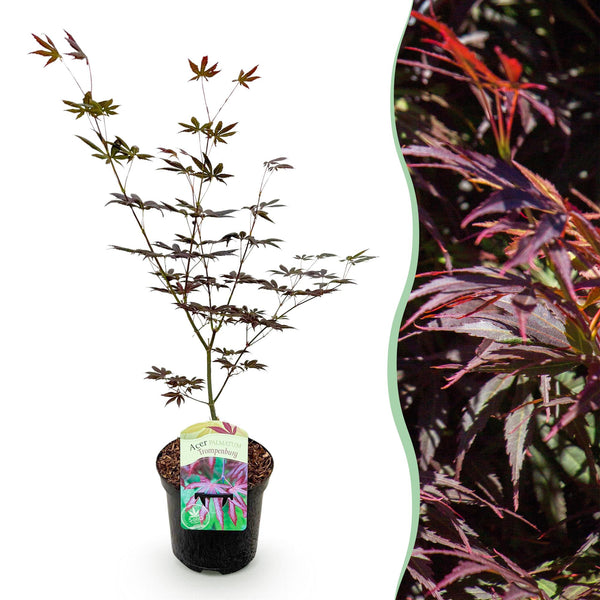 Japanse Esdoorn - Acer palmatum Trompenburg -Donker Paars - Ø19cm - ↕70cm