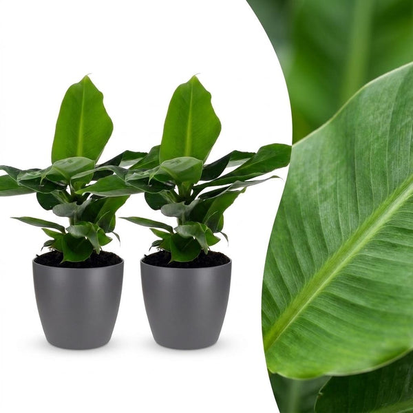 2x Bananenplant - Musa Oriental Dwarf - incl. Elho Potter - grijs - Ø12cm - ↕30cm