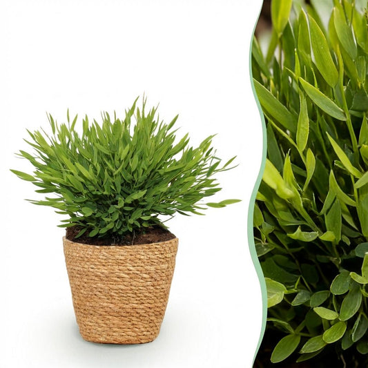 Bamboegras - Bambusa Pogonatherum Monica - Ø12cm - ↕20cm