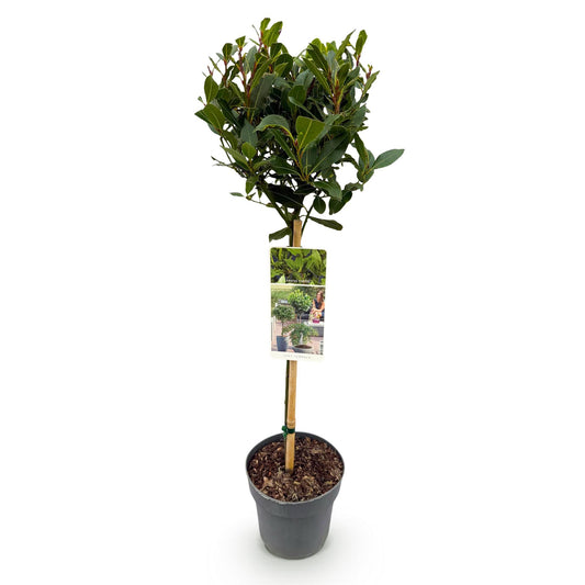 Laurier op stam - Laurus nobilis - Ø19cm - ↕90cm