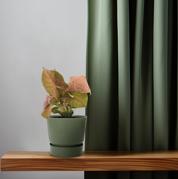 Pijlblad - Syngonium Neon - Ø12cm - ↕25cm