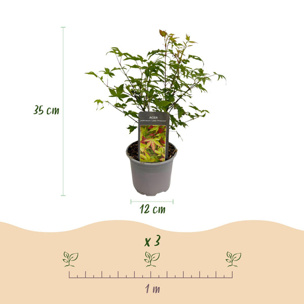 Japanse Esdoorn - Acer palmatum Little Princess - Ø12cm - ↕35cm