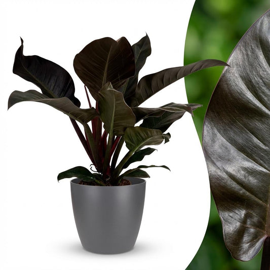Philodendron Imperial Red - Rood - Ø19cm - ↕60cm