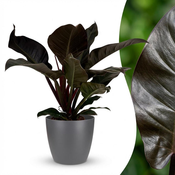 Philodendron Imperial Red - Rood - Ø19cm - ↕60cm