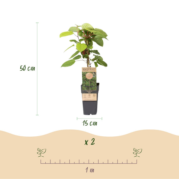 Kiwibesplant - Actinidia arguta Weiki "mannelijk" - rood - Ø15cm - ↕50cm