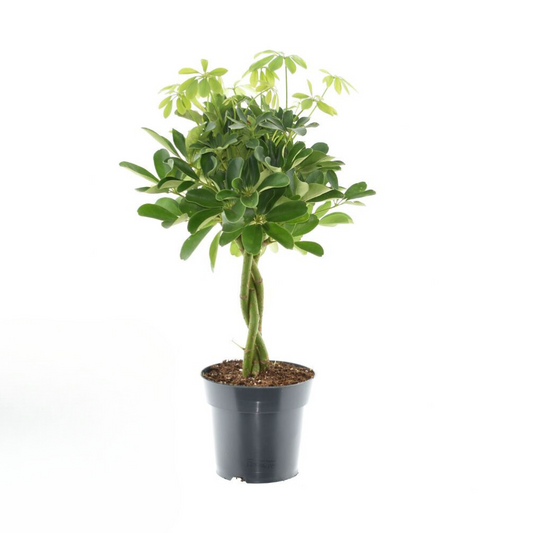 Vingerboom - Schefflera Compacta Nora - Ø17cm - ↕60cm