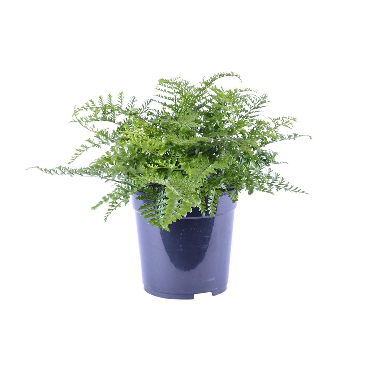 Tongvaren - Asplenium Parvati - Ø21cm - ↕40cm