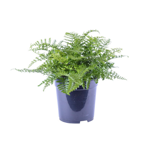Tongvaren - Asplenium Parvati - Ø21cm - ↕40cm
