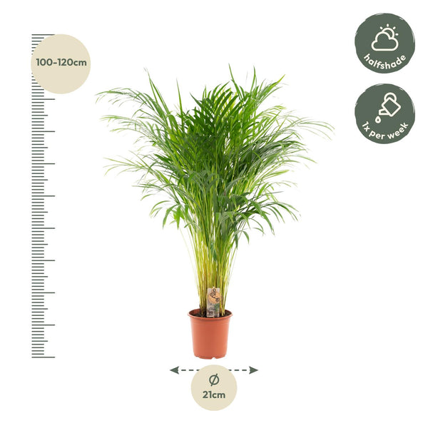 Arecapalm - Areca palm - Ø21cm - ↕100cm