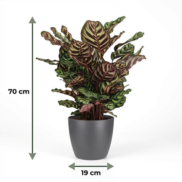 Pauwenplant - Calathea Makoyana - Ø19cm - ↕70cm