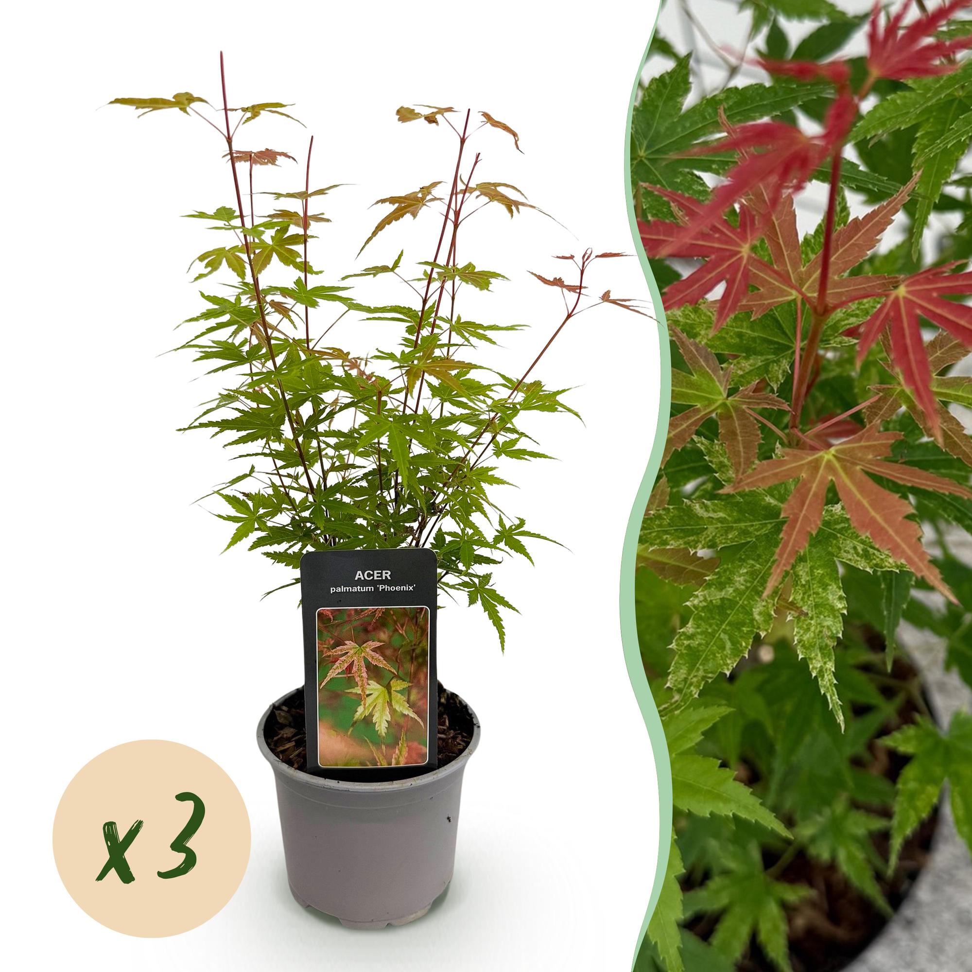 Japanse Esdoorn - Acer palmatum Phoenix - Roze - Ø12cm - ↕35cm