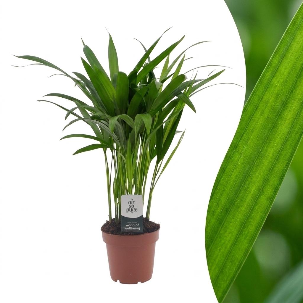 Arecapalm - Areca Lutescens - Ø12cm - ↕45cm