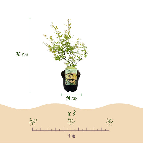 Japanse Esdoorn - Acer palmatum Methamorphosa - Ø19cm - ↕70cm