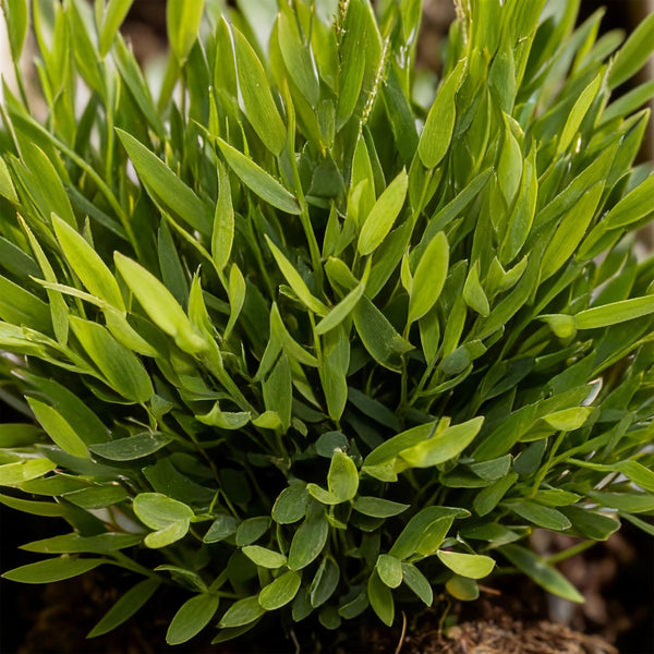 Bamboegras - Bambusa Pogonatherum Monica - Ø12cm - ↕20cm