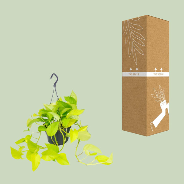 Pothos - Epipremnum aureum - Ø15cm - ↕25cm