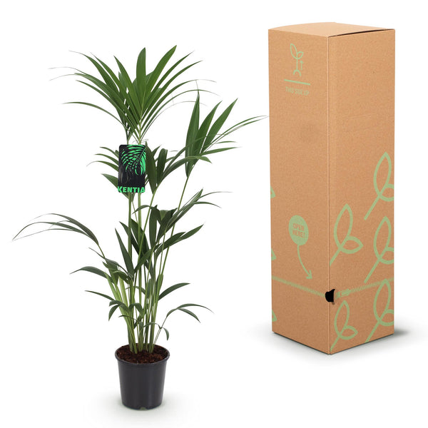 Kentiapalm - Howea forsteriana - Ø21cm - ↕120-130cm