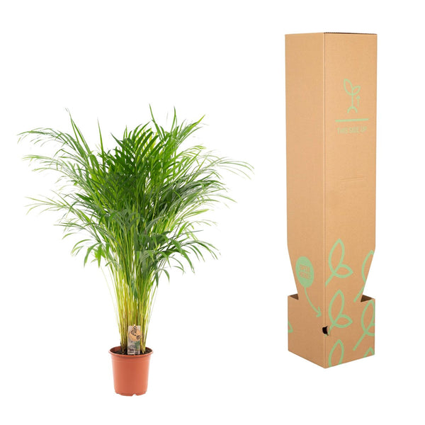 Arecapalm - Areca palm - Ø21cm - ↕100cm