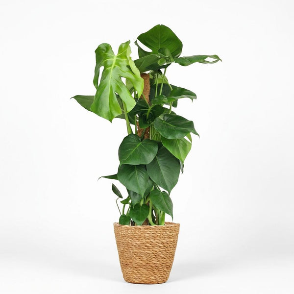 Gatenplant - Monstera deliciosa mosstok - Ø19cm - ↕90cm