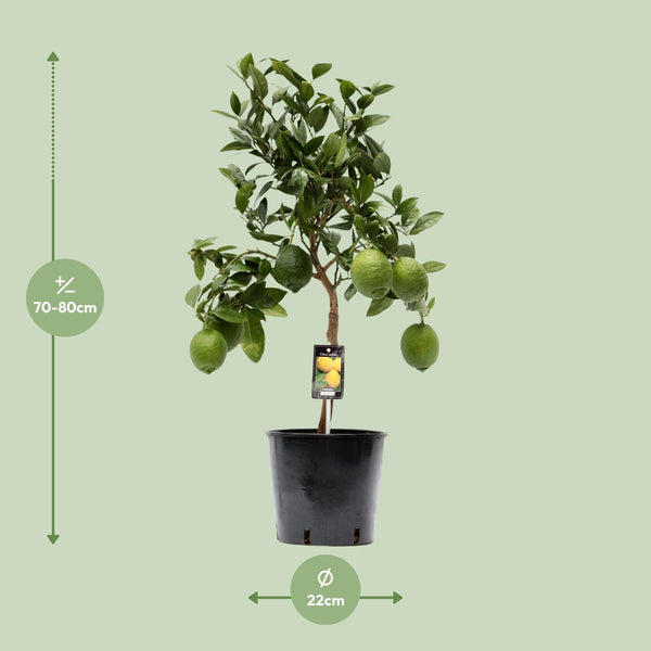 Citroenboom - Citrus Lemon - Ø22cm - ↕80cm