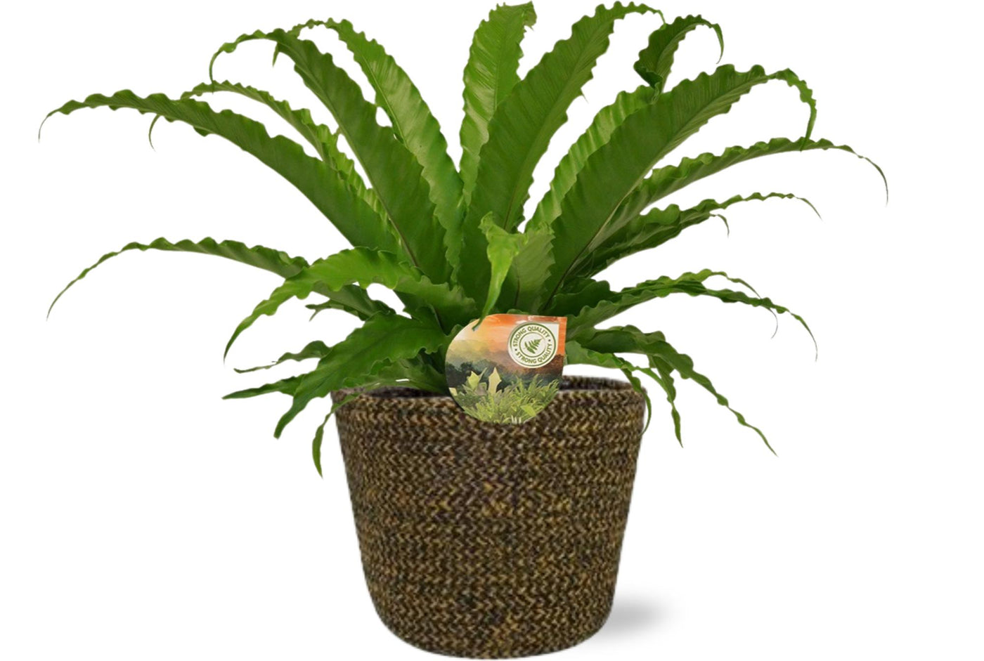Tongvaren - Asplenium Osaka - incl. Selin - zwart - Ø17cm - ↕40cm