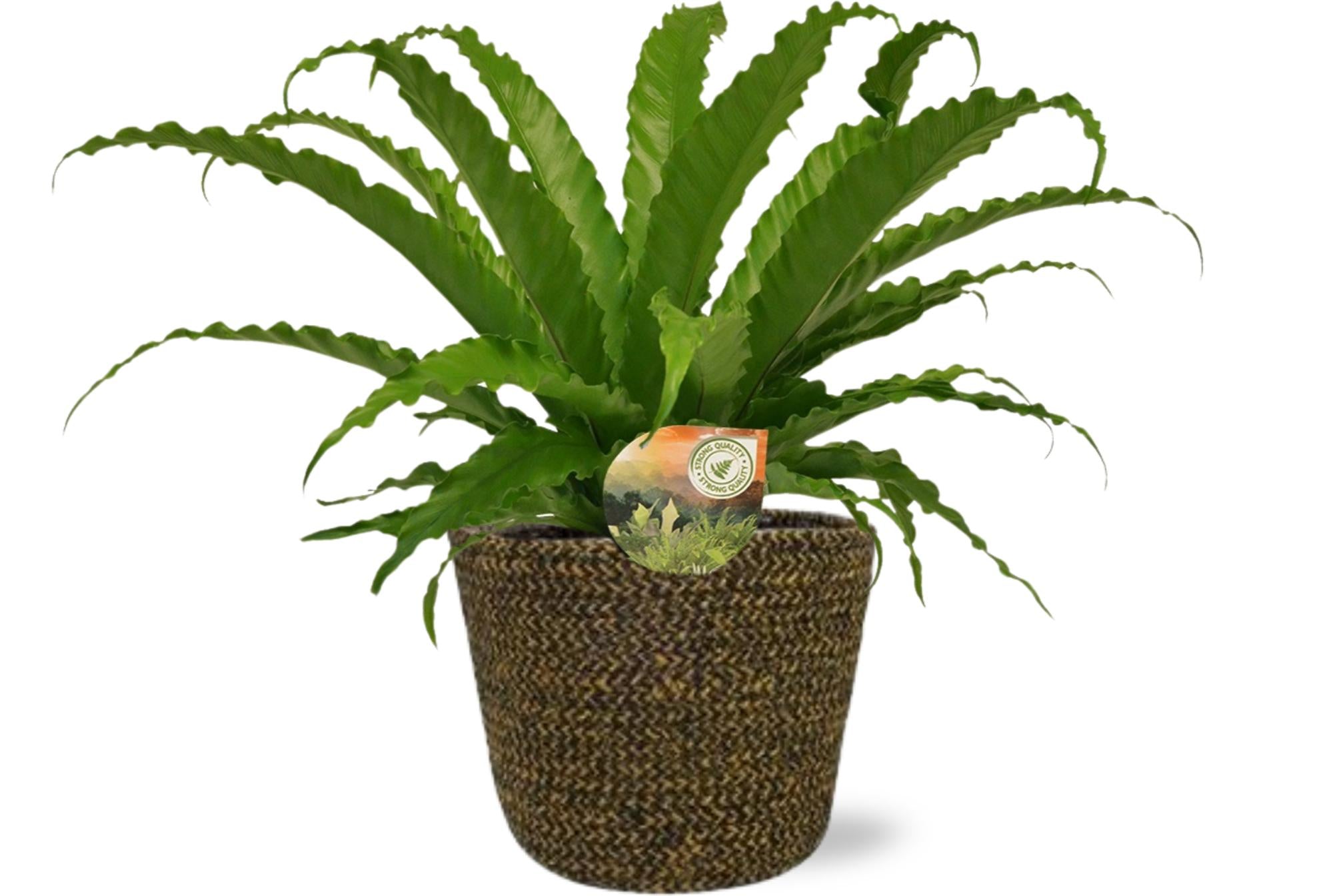 Tongvaren - Asplenium Osaka - Ø17cm - ↕40cm