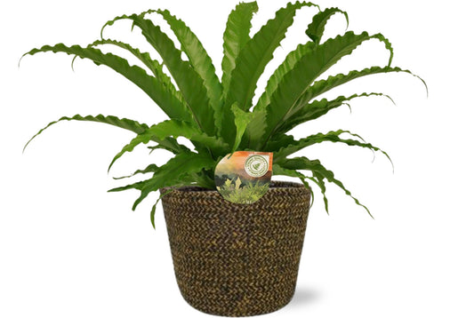 Tongvaren - Asplenium Osaka - Ø17cm - ↕40cm