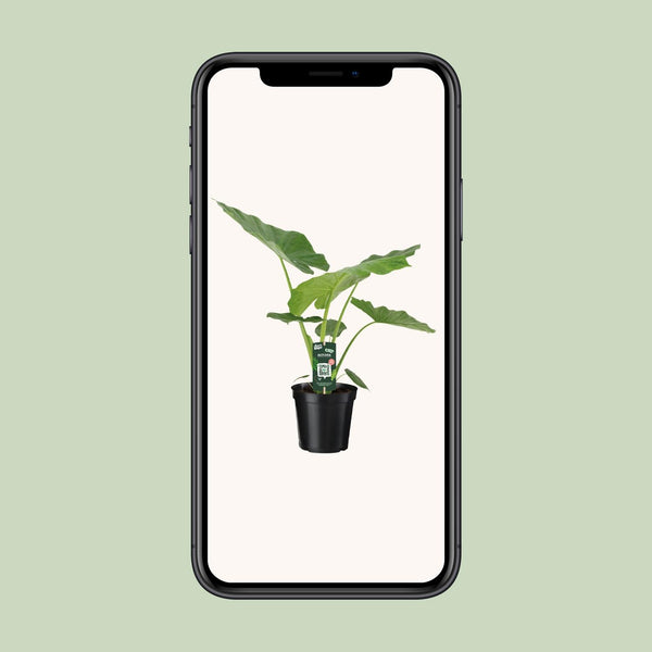 Olifantsoor - Alocasia Macrorrhiza - Ø19cm - ↕70cm