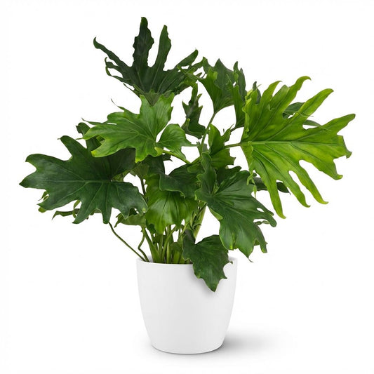Philodendron Lickety split - Ø19cm - ↕70cm